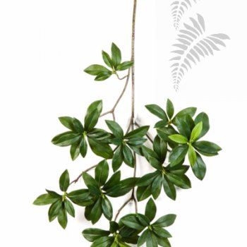 Preview: VAR. Euonymus Japonicus Spray 40cm 1584N