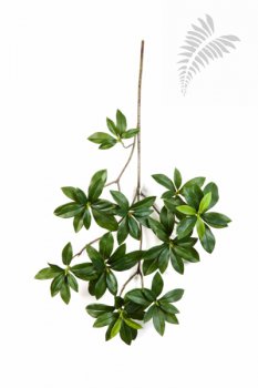 VAR. Euonymus Japonicus Spray 40cm 1584N