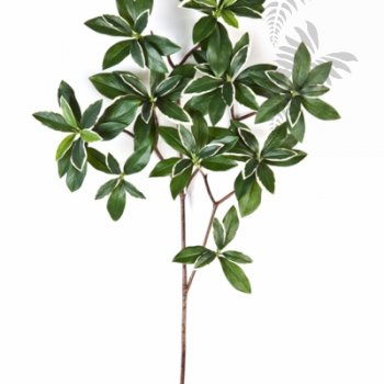 Preview: Var. Euonymus Japonicus Spray 40cm 1584NW