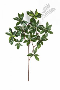 Var. Euonymus Japonicus Spray 40cm 1584NW