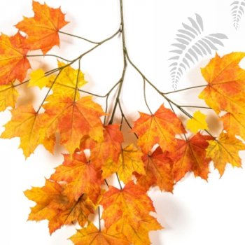 Preview: Autumn Sugar Maple X 23 80cm 1592NR