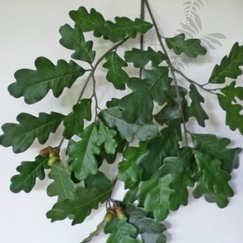 Preview: FR COMMON OAK SPRAY W/Fruits 38cm 1598FR