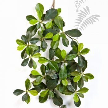 Preview: FR ORIENTAL OLIVE SPRAY 1608FR