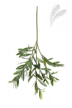 OLIVE SPRAY X 112 LVS - UV 1616UV