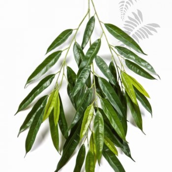 Preview: ROYAL LONGIFOLIA SPRAY 1622N