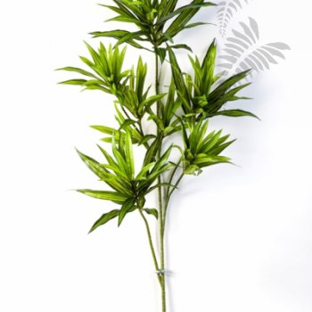 Preview: DRACAENA REFLEXA SPRAY 1638N