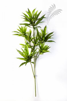 DRACAENA REFLEXA SPRAY 1638N