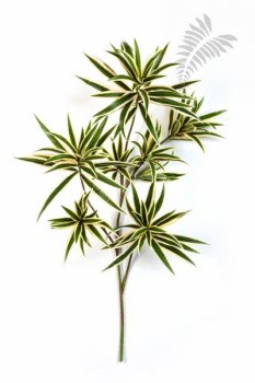 Varieg Dracaena Reflexa Spray FR 70cm 1638NG-FR