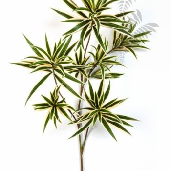 Preview: VAR. DRACAENA REFLEXA SPRAY 1638NG