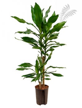 Drac. fr. Sted. 80cm 45/20 KT 15/19