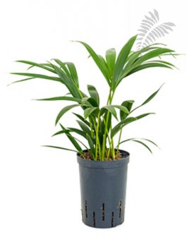 Howea forsteriana  60-70cm KT 15/19