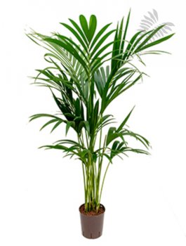 Howea forsteriana 140cm KT 18/19