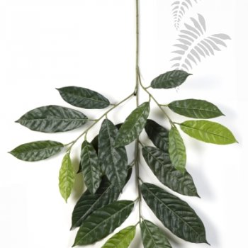 Preview: CACAO SPRAY X19 1652N