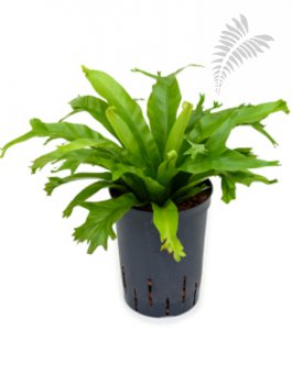 Asplenium amy 40-50cm KT 15/19