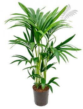 Howea forsteriana 80-100cm KT 18/19