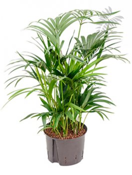 Howea forsteriana 160-180cm KT 28/19