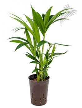 Howea forsteriana 60-cm KT 15/19