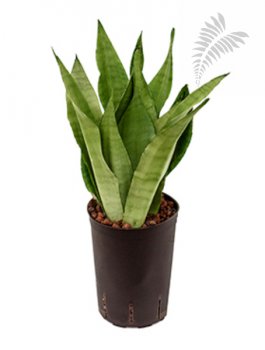 Sanseveria moonshine 40-50cm KT 15/19