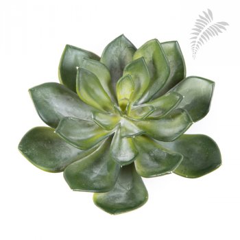 ECHEVERIA GREEN 1670N