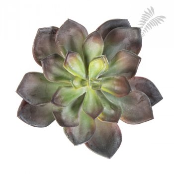 ECHEVERIA GREEN/RED 1670NR