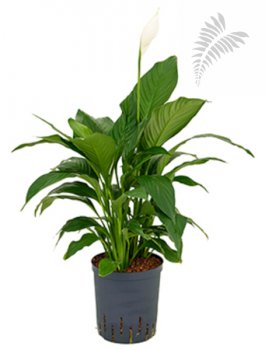 Spathiphyllum Gokyo 50-70 cm KT 18/19