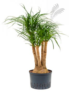 Beaucarnea recurvata verzweigt 110 cm KT 28/19