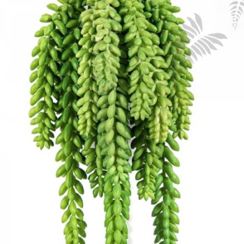 Preview: FR SEDUM MORGANIANUM 1676FR