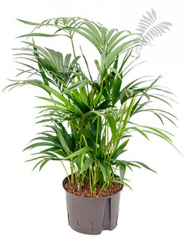 Howea forsteriana 80cm KT 28/19