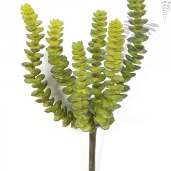 Preview: CRASSULA PERFORATA X 6 1679N