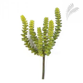 CRASSULA PERFORATA X 6 1679N