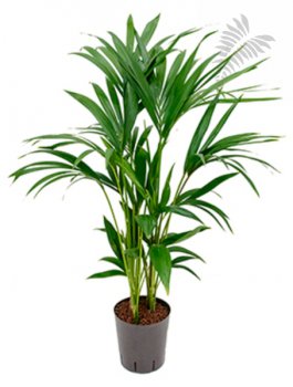 Howea forsteriana 100cm KT 18/19