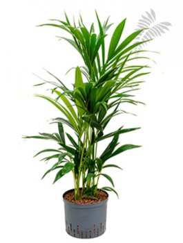 Howea forsteriana 100cm KT 25/19