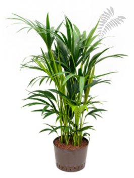 Howea forsteriana 140cm KT 28/19