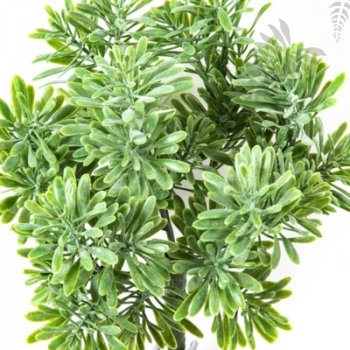 Preview: Dusty Miller Bush X 7 Green 18cm 1690N