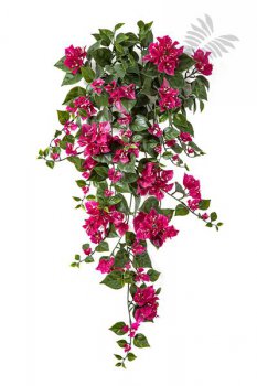 BOUGAINVILLEA FUCHSIA - UV 1692UV