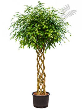 Ficus benj. Open Window 200cm KT 32/26