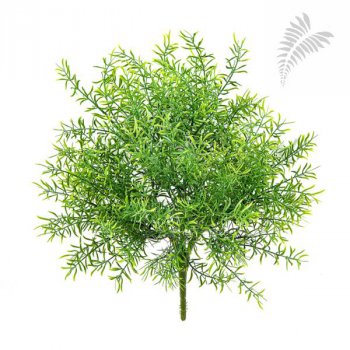 ASPARAGUS BUSH UV 1697UV