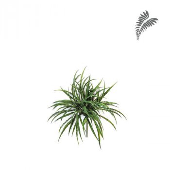 Woodrush Grass Bunch -UV 36cm 1716UV