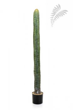 CEREUS COLUMN CACTUS 140 CM 1832N