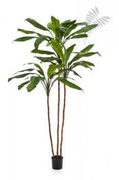 Cordyline fruticosa tree 210cm 25007N