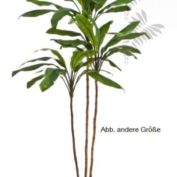 Preview: Cordyline fruticosa tree 240cm 25008N