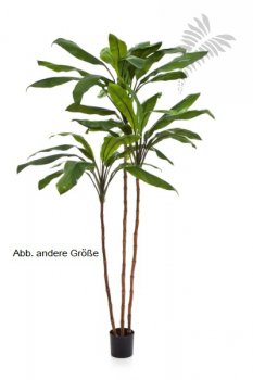 Cordyline fruticosa tree 240cm 25008N