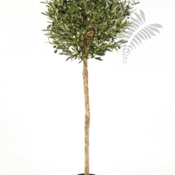 Preview: NATURAL OLIVE BALL TREE 140cm 27705N