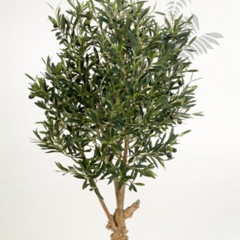 Preview: NAT. TWISTED OLIVE TREE W/F 120cm 28204N