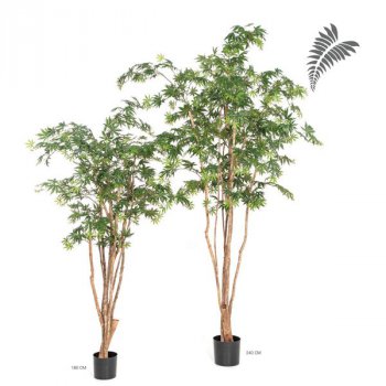 Nat Maple Wild Trunk 180cm 28406N