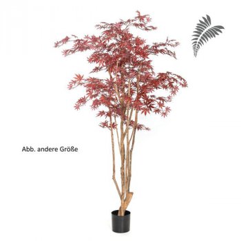 Nat Maple Wild Trunk 180cm 28406R