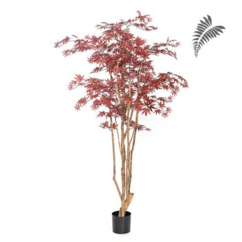 Nat Maple Wild Trunk 240cm 28408R