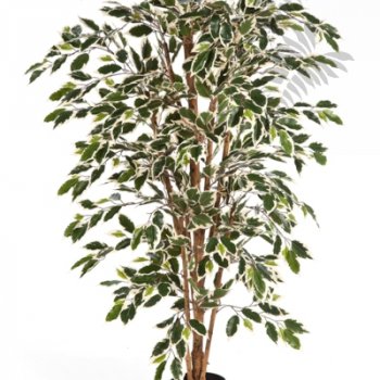 Preview: VAR. FICUS NITIDA 150cm 30105NW