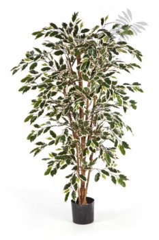 VAR. FICUS NITIDA 150cm 30105NW