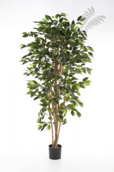 FICUS NITIDA 180cm 30106N